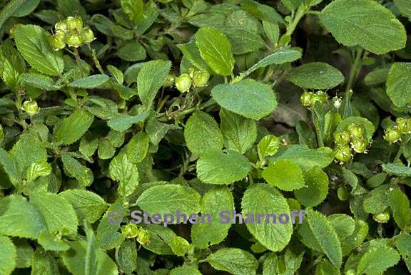 ceanothus diversifolius 4 graphic